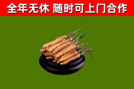 荔波烟酒回收冬虫夏草.jpg